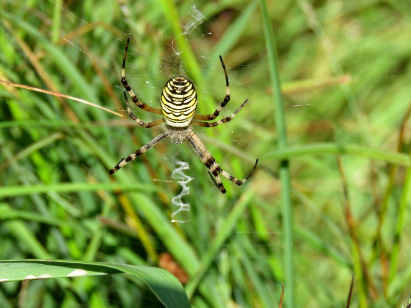 wasp 600.JPG