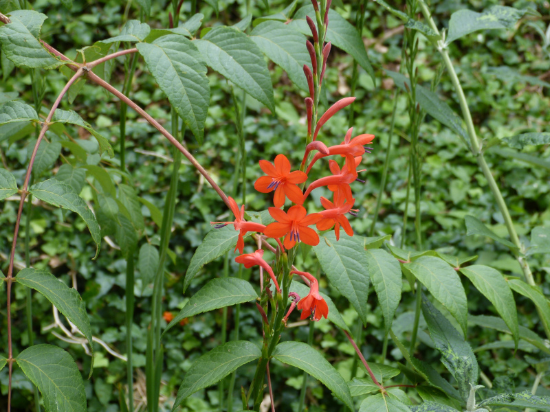 Watsonia 2.JPG