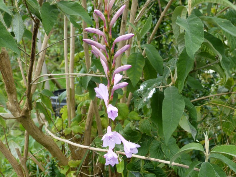 Watsonia Pink.JPG