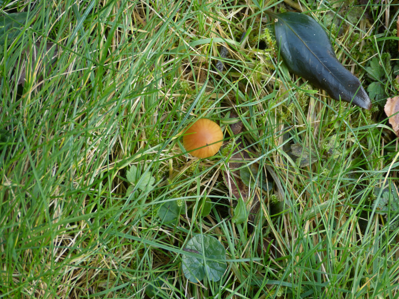 Waxcap in lawn.JPG