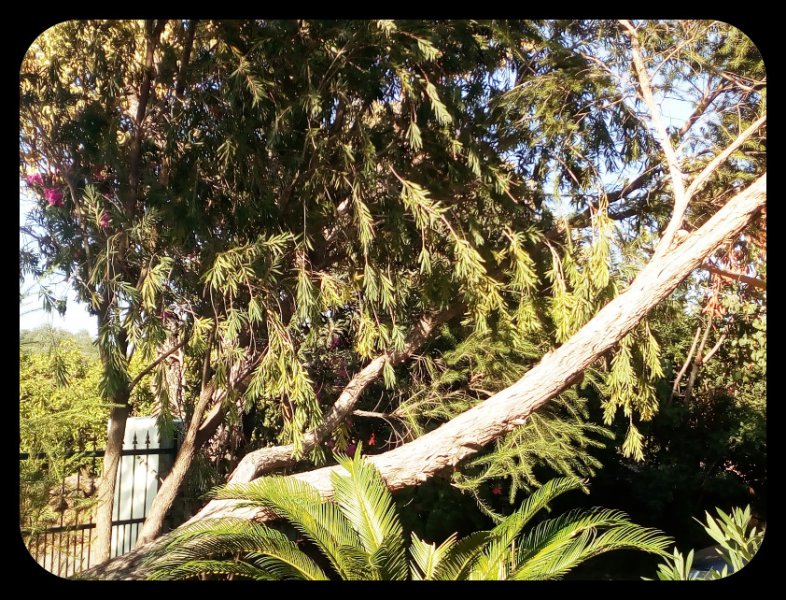 Weeping Trees2 17 Aug 21.jpg