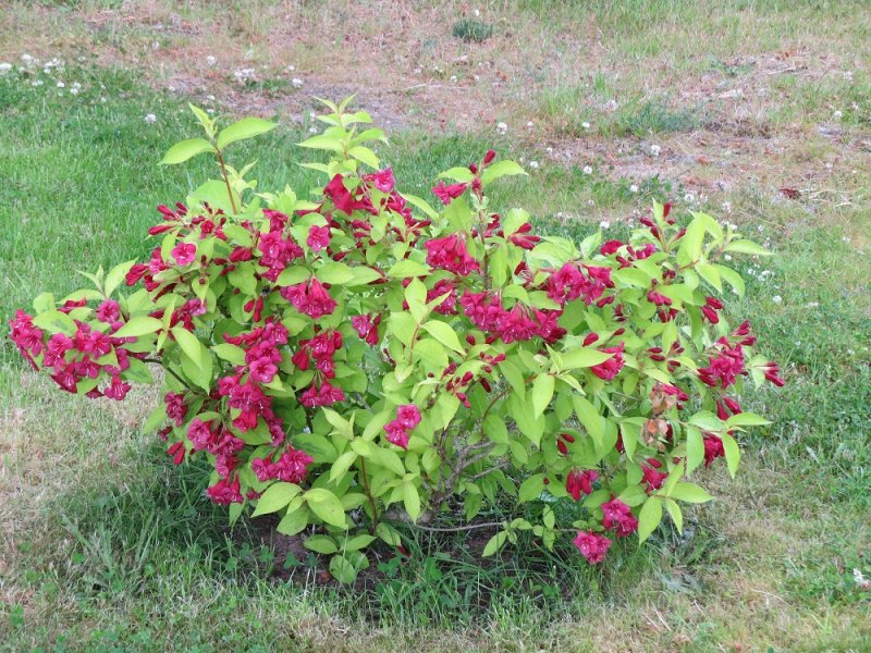 Weigela 'Rubidor' (1).JPG