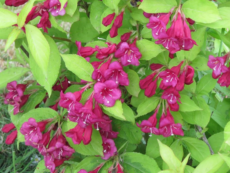 Weigela 'Rubidor' (2).JPG