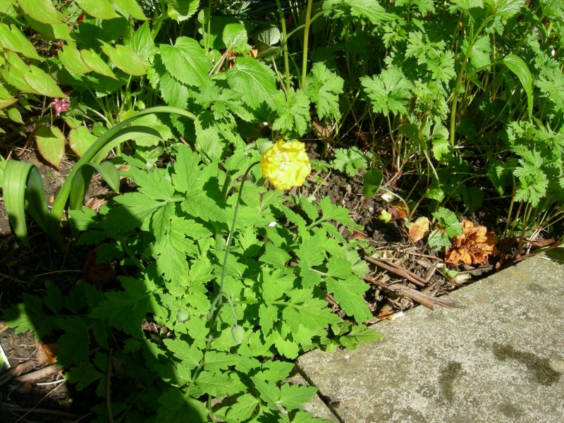 Welsh poppy for Martin and Forget me nots 001.JPG