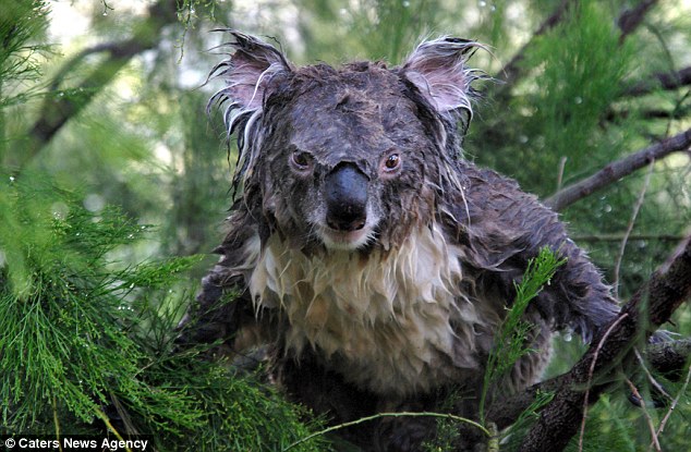 wet koala.jpg