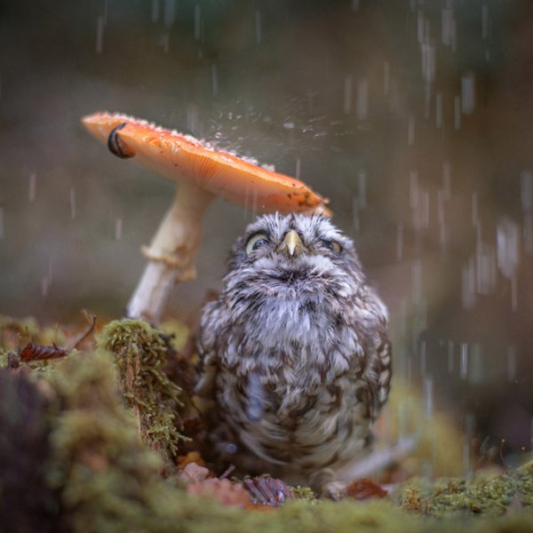 wet-owls1.jpg