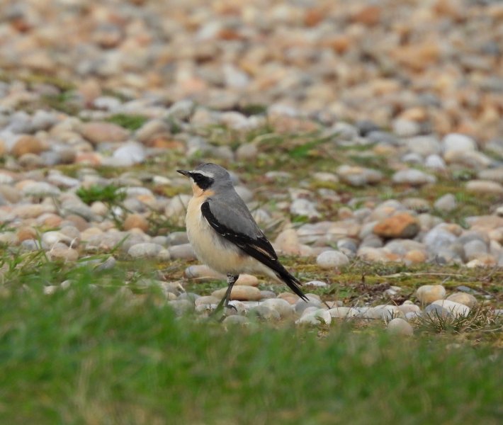 Wheatear 1.JPG