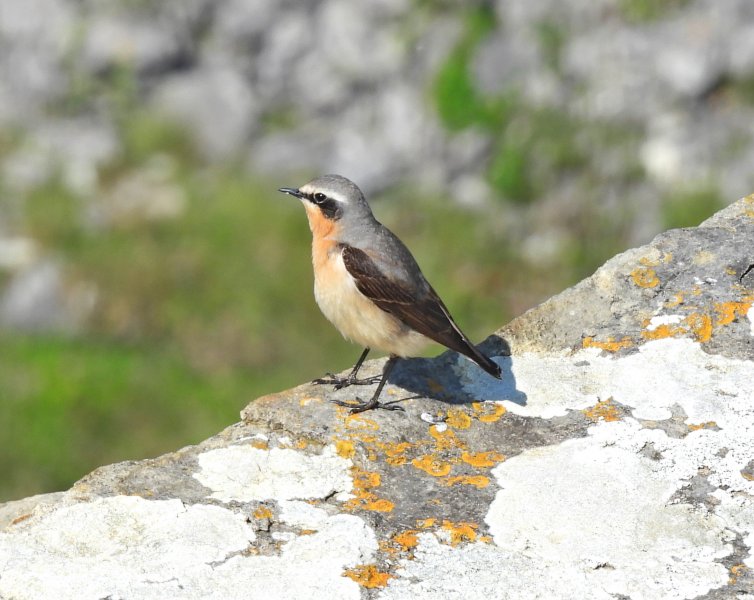 Wheatear 1.JPG