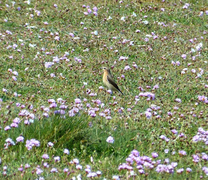 Wheatear 2.JPG