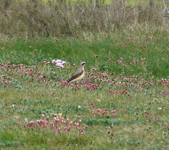 wheatear 3.JPG