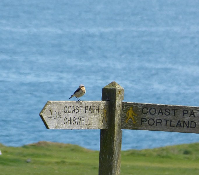 Wheatear 3.JPG