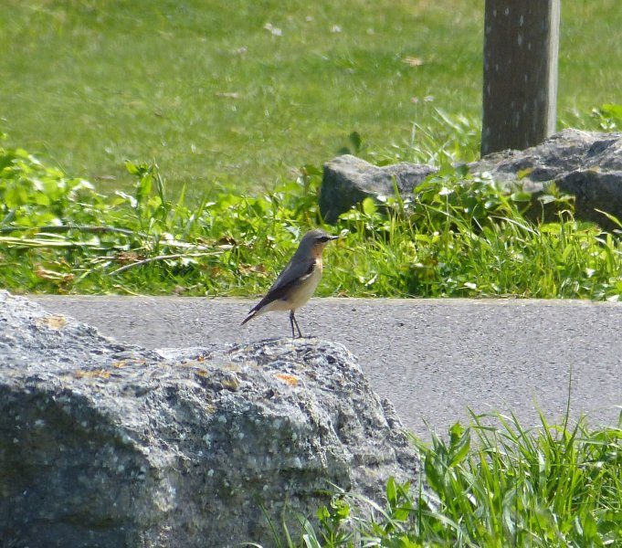 wheatear 4.JPG