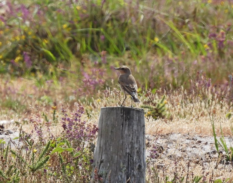 Wheatear.JPG