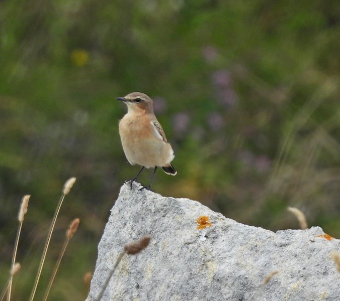 Wheatear.JPG