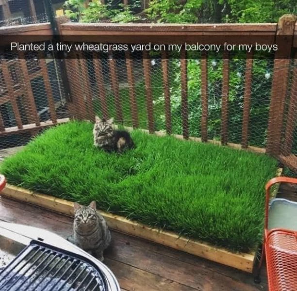 wheatgrass boys.jpg