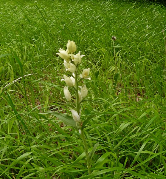 Whie Helleborine (2).JPG