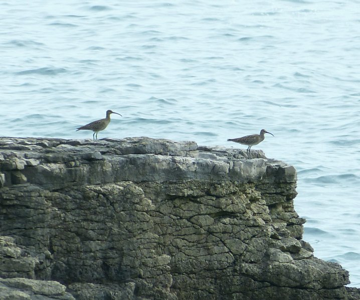 Whimbrel.JPG