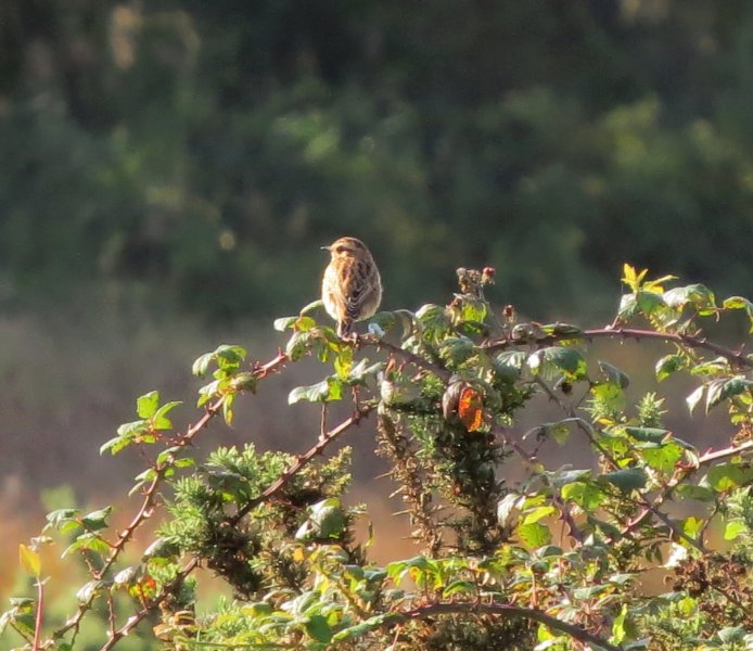 whinchat.JPG