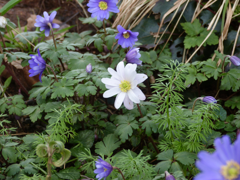 White Anemone blanda.JPG