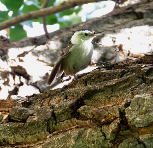 White Breasted Nuthatch (3).JPG