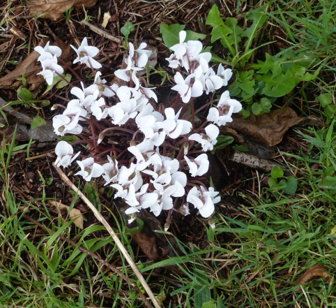 White Cyclamen.JPG