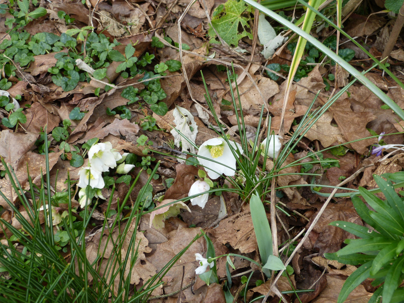 White hellebore.JPG