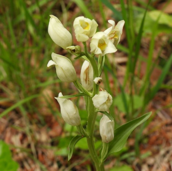 White Helleborine (3).JPG