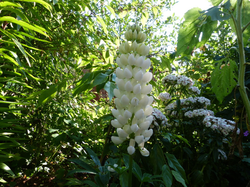 White Lupin.jPG