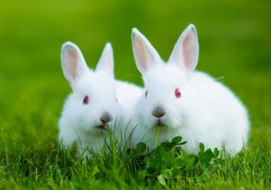 White Rabbits.jpg