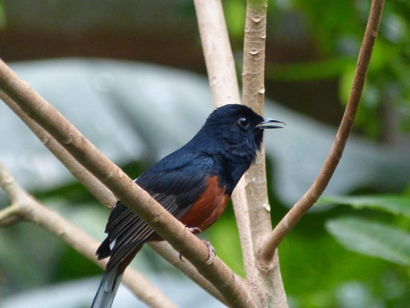 White Rumped Shama.JPG