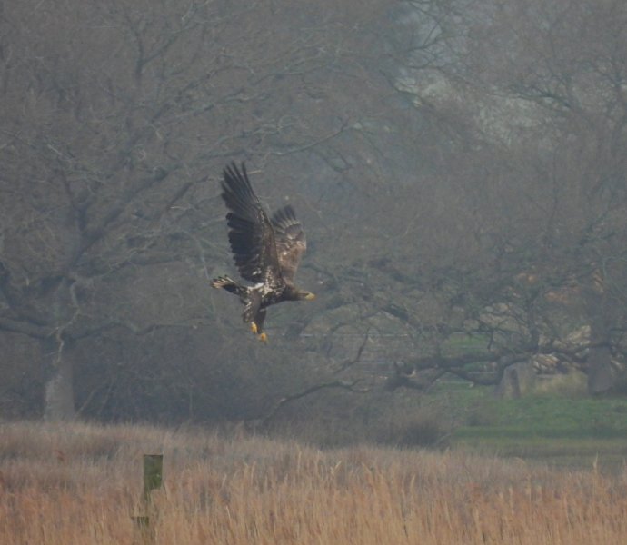 White Tailed Eagle - Keysworth (1).JPG