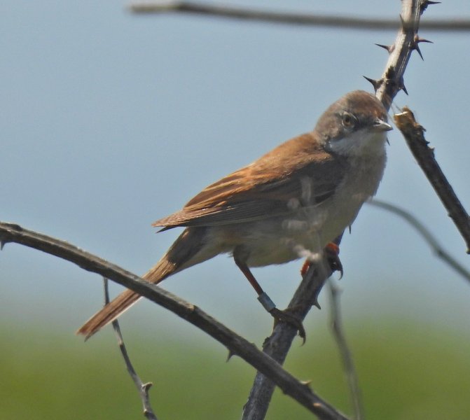 Whitethroat.JPG