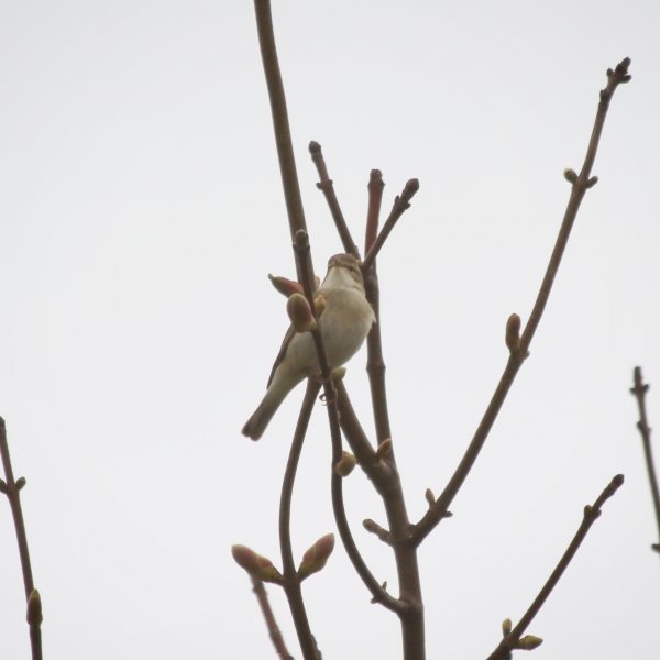 Whitethroat Snapseed.jpg