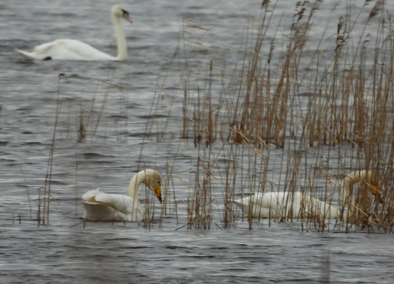 Whooper Swan - Greylake   (12).JPG