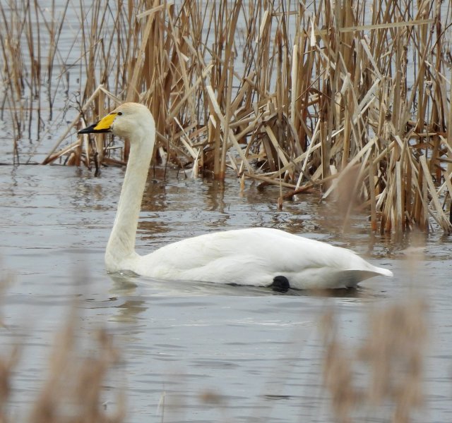 Whooper Swan - Greylake   (14).JPG