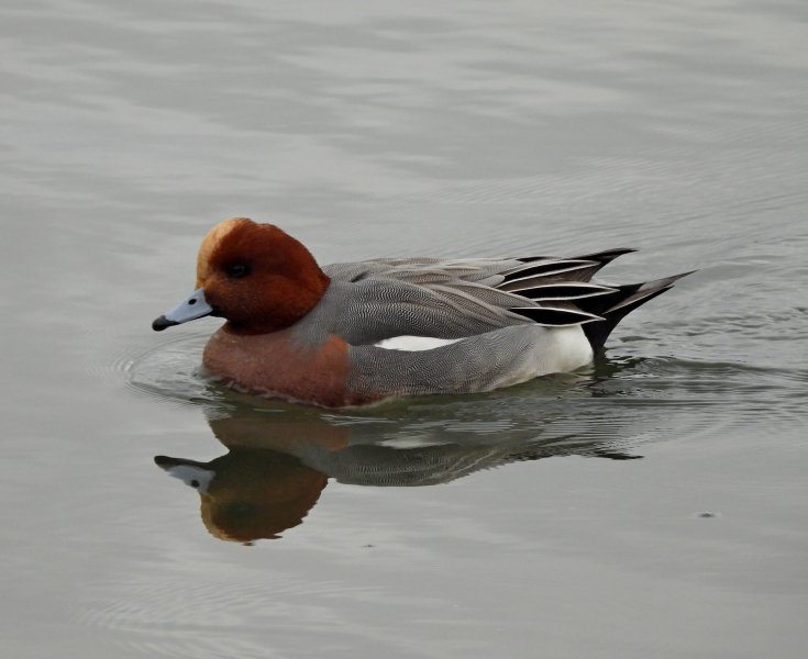 Wigeon 1.JPG