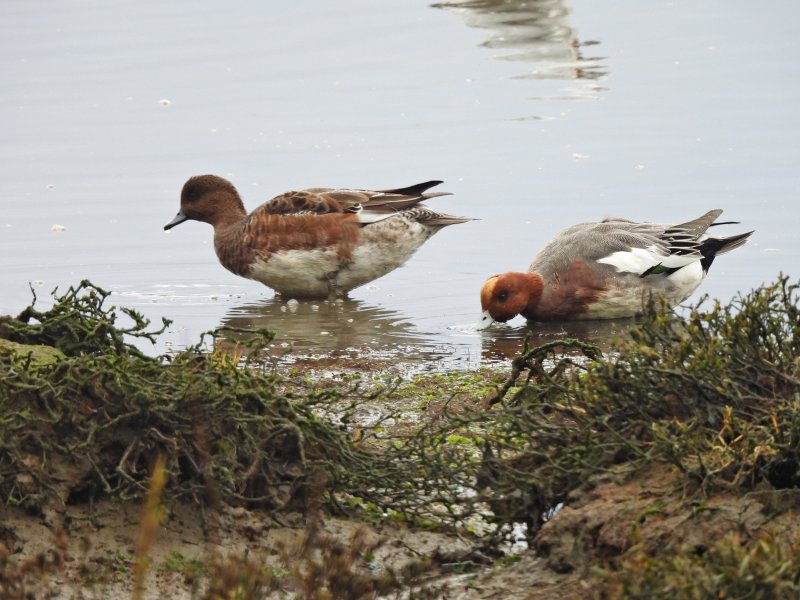 wigeon 1.JPG