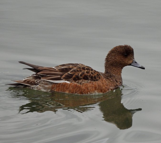 Wigeon 2.JPG