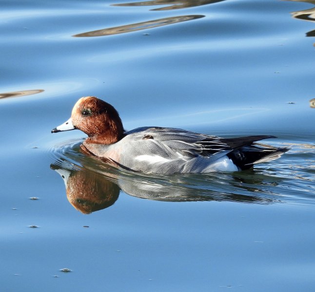 Wigeon 2.JPG