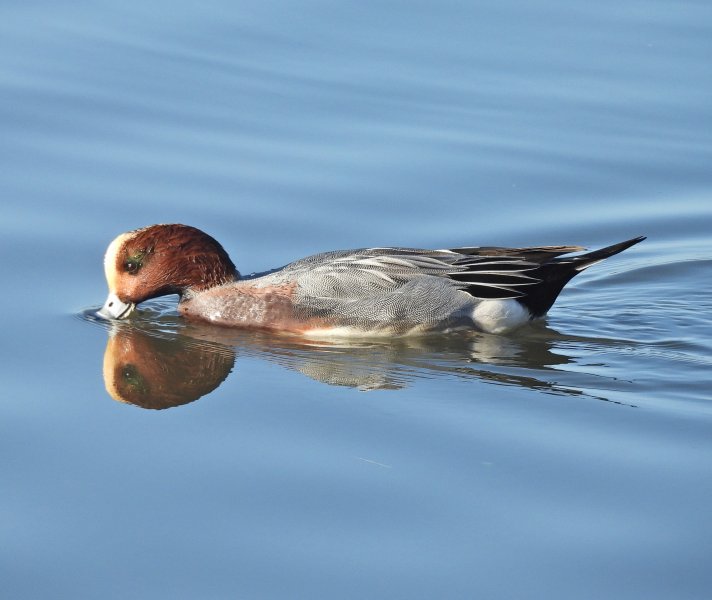 wigeon 2.JPG