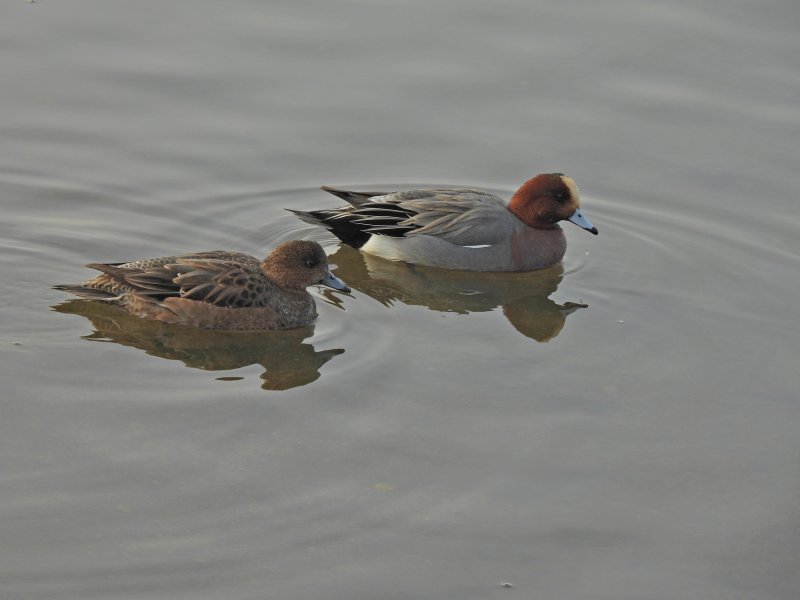 Wigeon 2.JPG