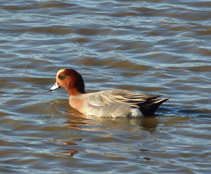 wigeon.jpg