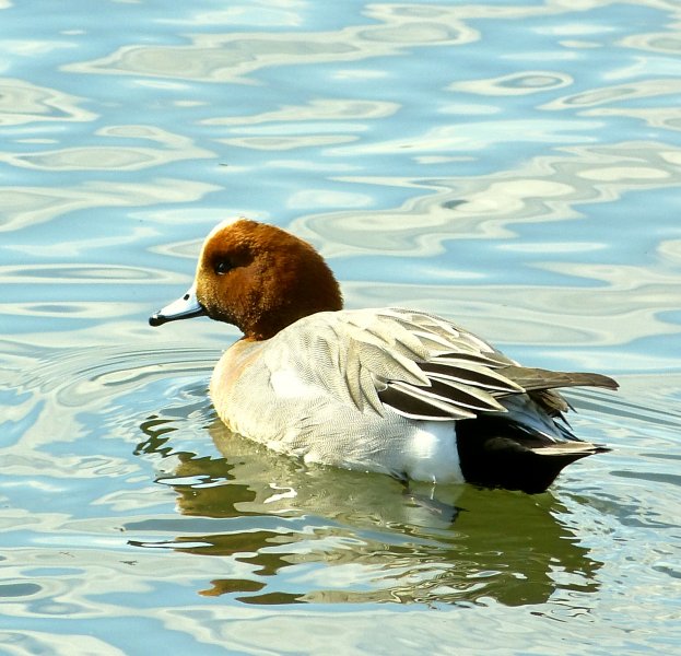 Wigeon.JPG