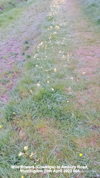 Wild flowers (Cowslips) in Ambury Road Huntingdon 28th April 2023 001.jpg