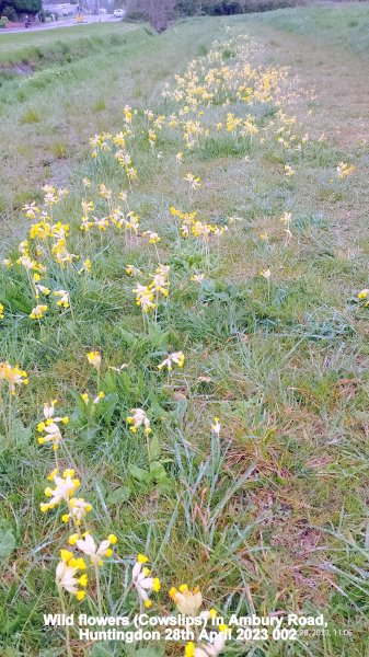 Wild flowers (Cowslips) in Ambury Road Huntingdon 28th April 2023 002.jpg