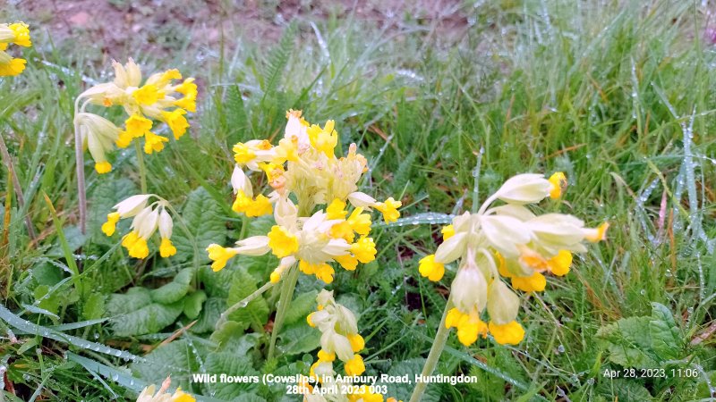 Wild flowers (Cowslips) in Ambury Road Huntingdon 28th April 2023 003.jpg