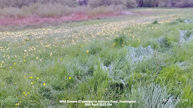 Wild flowers (Cowslips) in Ambury Road Huntingdon 28th April 2023.jpg