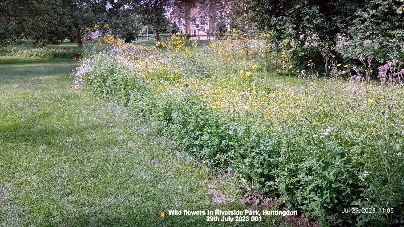 Wild flowers in Riverside Park Huntingdon 29th July 2023 001.jpg