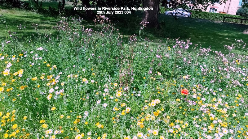 Wild flowers in Riverside Park Huntingdon 29th July 2023 004.jpg