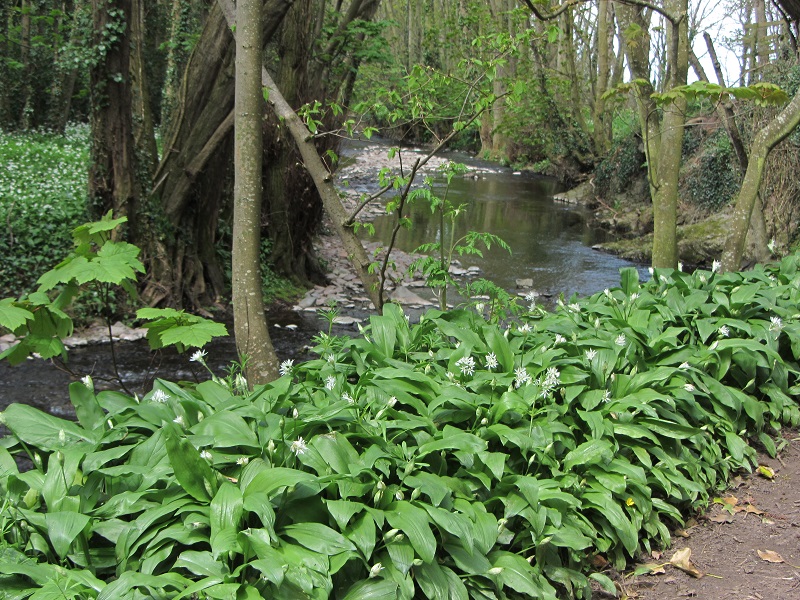 wild garlic.jpg